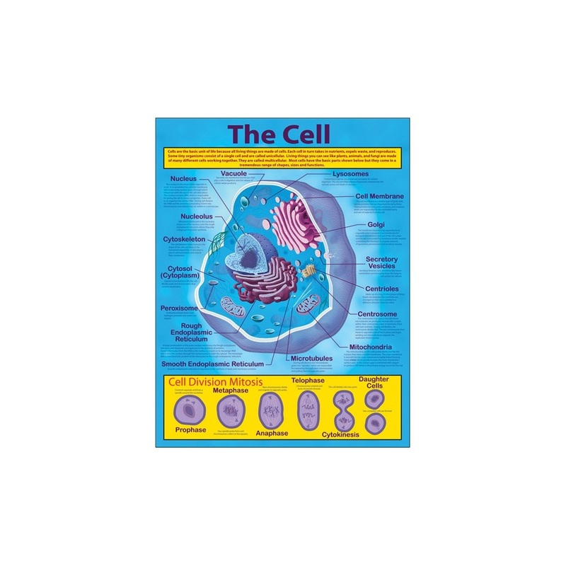 The Cell Chart