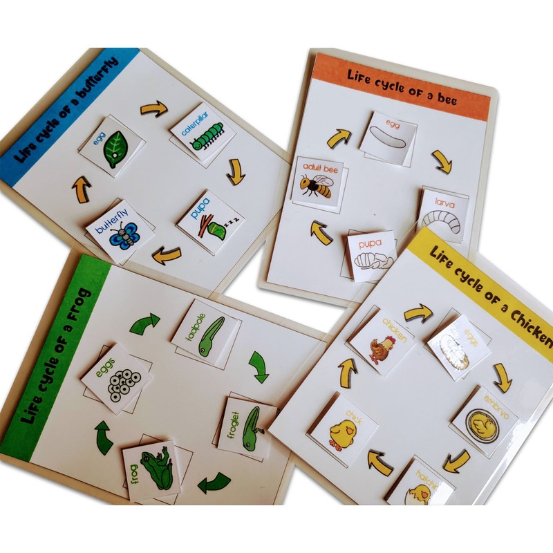 4 lifecycle activity