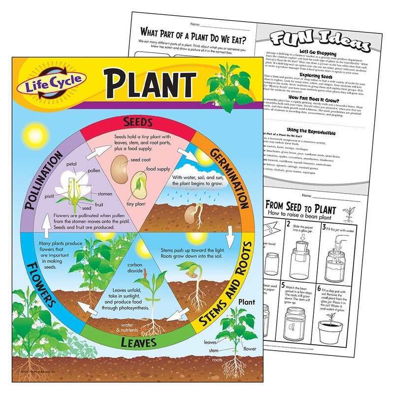 Life Cycle Learning Chart – Plant