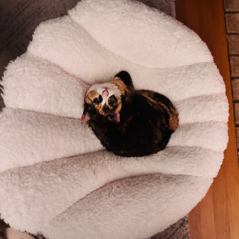 Tavo Pets by Nuna – Shell Pet Bed and Swaying Lounger