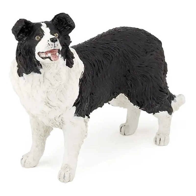 Dog – Border Collie
