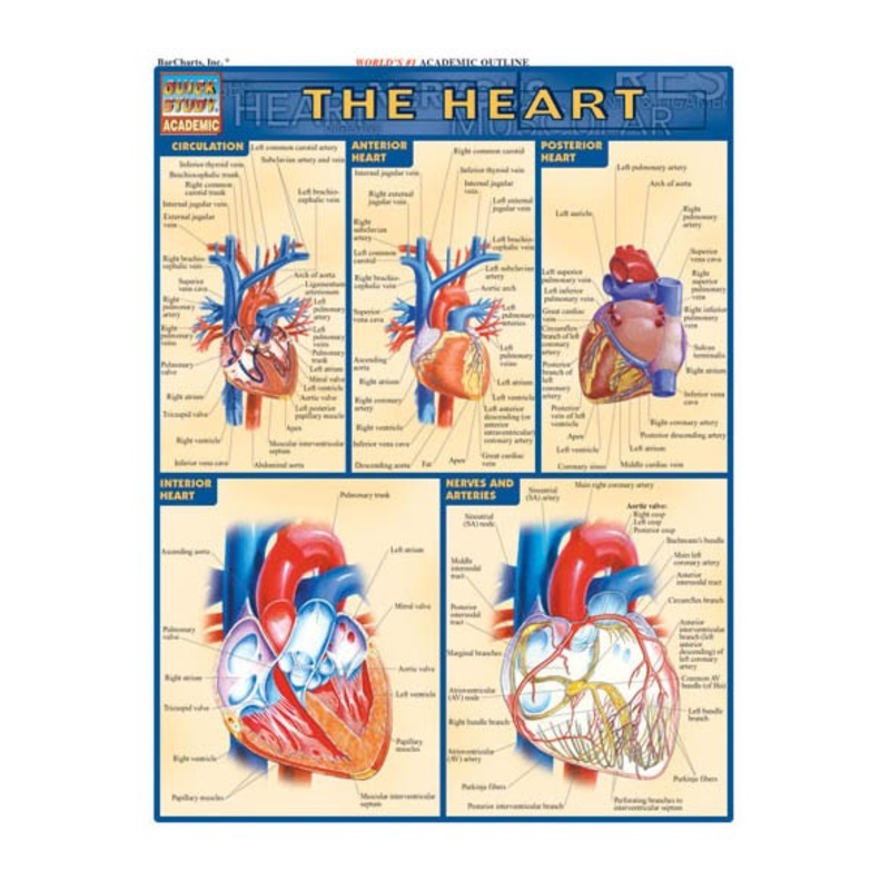 QuickStudy: The Heart