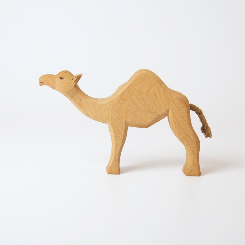 Dromedary Camel